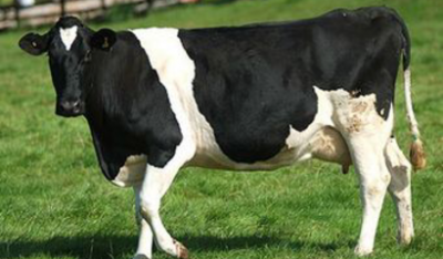 «داعش» تفرض تحجيب أثداء البقر.. منظرها فتنة وتثير الشهوة الجنسية!