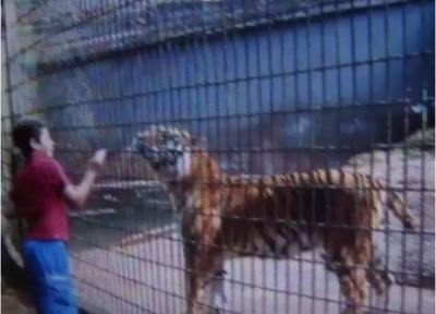 بالفيديو والصور: نمر ينهش ذراع طفل.. والضحية: «سأموت»