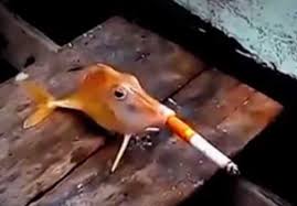 بالفيديوصيادون يجبرون سمكة على تدخين سيجارة!!