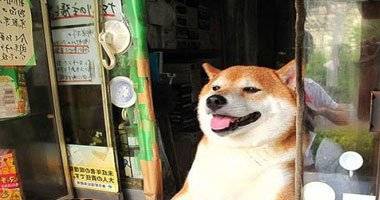 بالفيديو.. صاحب محل سجائر يوظف كلبا لاستقبال الزبائن