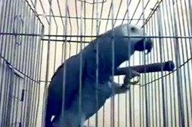 بالفيديو .. ببغاء يؤدي ركن من أركان الإسلام الخمسة