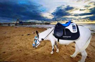 حمار يتقاضى أجره إلكترونيا