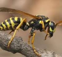 سرب من الدبابير يقتل رئيسة بلدية