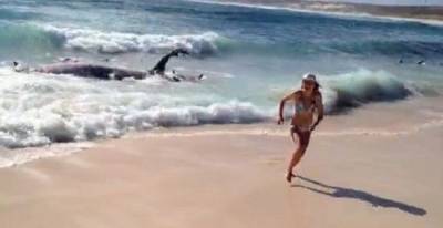 شاهد.. مئة سمكة قرش تلتهم حوتا ضخمًا