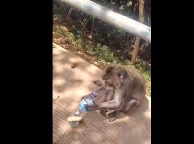 بالفيديو : قرد ينجح في اخراج موزة من قنينة