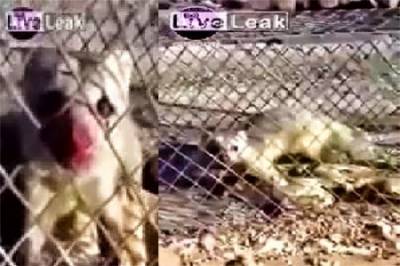 بالفيديو: يمني يصطاد حيواناً غريباً افترس أغنامه