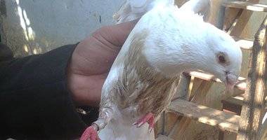 تفتيش حوالي 10 آلاف مؤخرة حمامة طليقة.. والسبب؟!