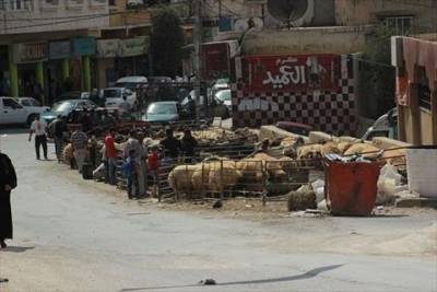 عجلون : اقبال كبير على شراء الاضاحي الرومانية