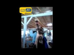 شاهد.. ماعز يعشق الكوكاكولا