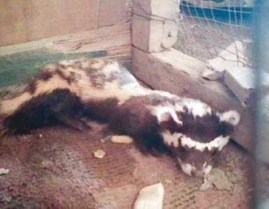 اصطياد (حيوان غريب) في البويضة