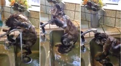قرد يستحم مثل البشر .. فيديو