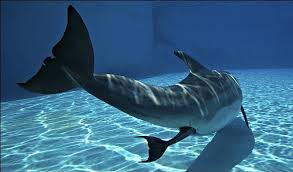 شاهد..لحظة ولادة دلفين