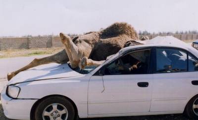 جمل يقلب سيارة  في العقبة