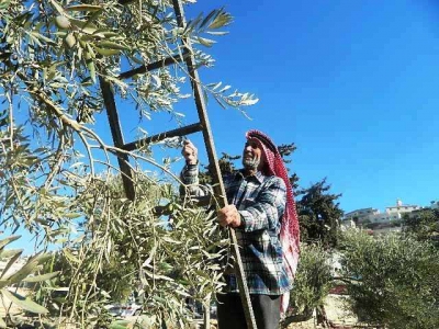 مزارعون في عجلون يطالبون بتصدير زيت الزيتون ..صور
