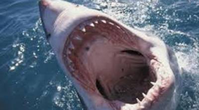 انسان في بطن الحوت!!!!!!