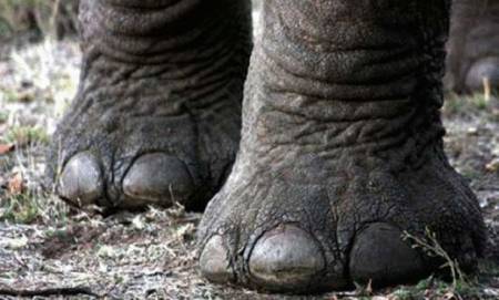 فيديو: بريطانية بساقي فيل وزنهما 60 كلجم