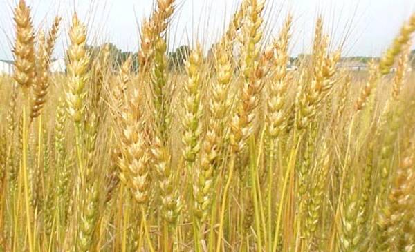 الأردن يشتري100 ألف طن من القمح