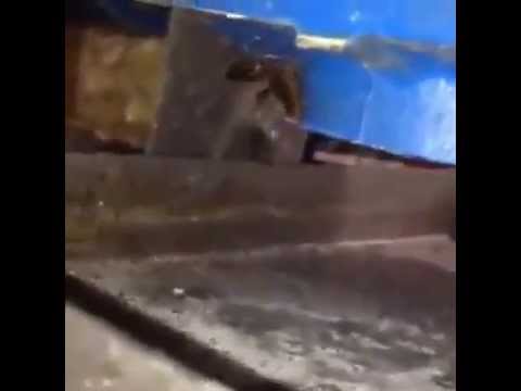 اول مزرعة صراصير في العالم ..شاهد الفيديو