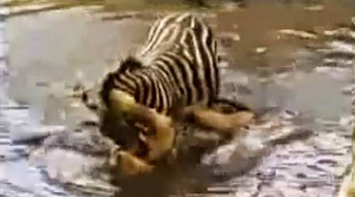 فيديو: حمار وحشي يقلب موازين المعركة وينتصر على لبؤة