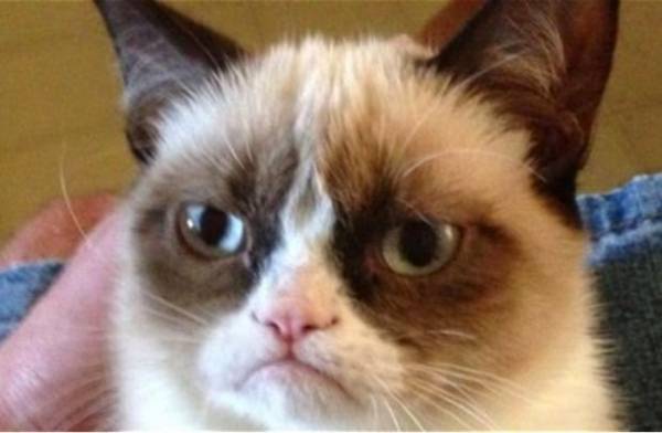 قطة غاضبة تحول صاحبتها إلى مليونيرة خلال عامين فقط