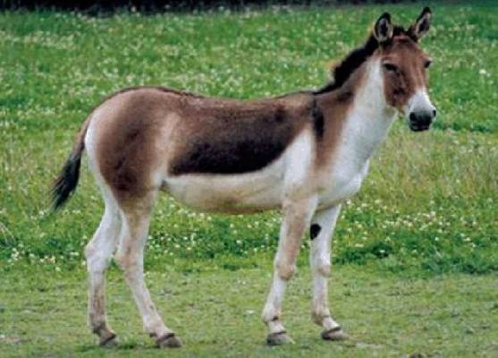 سيدة تتزوج من حمار