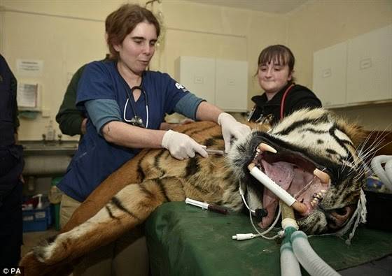 صور: عملية جراحية لأسنان نمر يزن 127 كيلو جراما