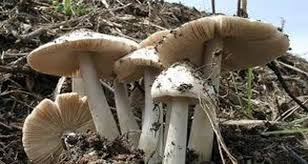 (الصحة) تحذر من الفطر البري السام