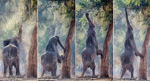 صور: فيل يتحول إلى زرافة من شدة الجوع