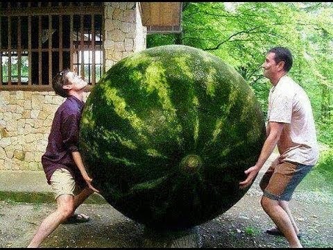 شاهد .. اكبر الاشياء فى العالم من كل انحاء العالم