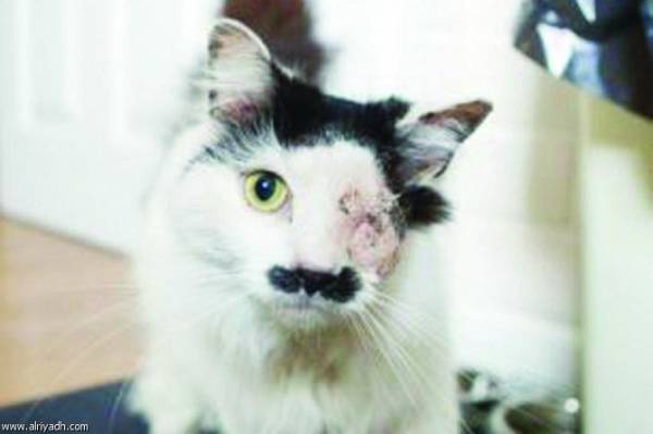 قط يتعرض لهجوم وحشي لأنه يشبه هتلر