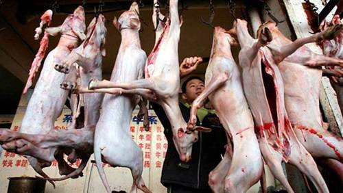 لحم الكلاب.. أكلة الاحتفال بالكريسماس في الصين