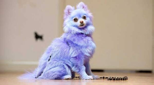 حساب بنكي لكلب يربح 6 آلاف جنيه إسترليني سنوياً