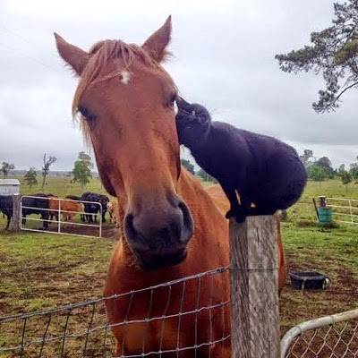 صور: قط يهوى ركوب الخيل والتنقل عليه