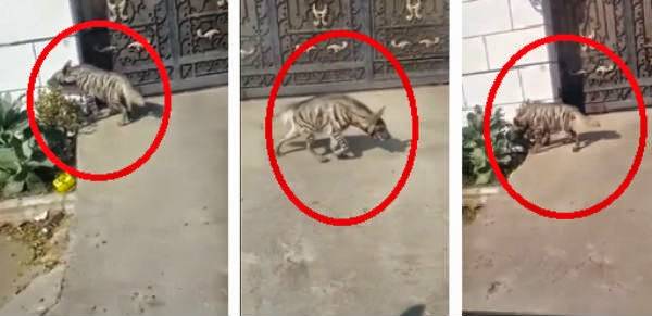 السعودية : حيوان الضبع المفترس يتجول في الشوارع