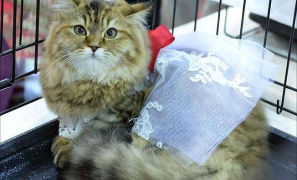 100 قطة تتنافس بمسابقة جمال عالمية (صور)