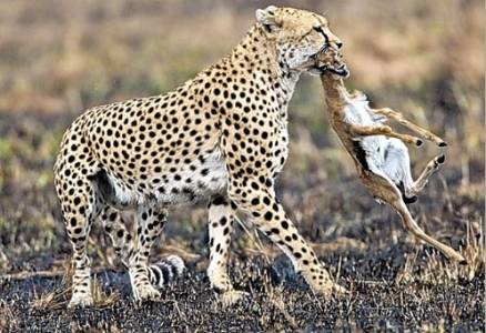 شاهد بالفيديو اروع مشهد ممكن ان تراه في حياتك لن تتمالك نفسك من الدموعسبحان الله