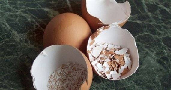 حقيقة صادمة عن قشر البيض!