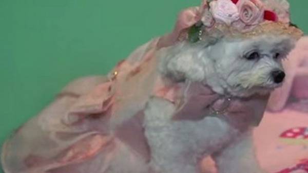 أميركية تورث كلبتها 100 ألف دولار سنويا