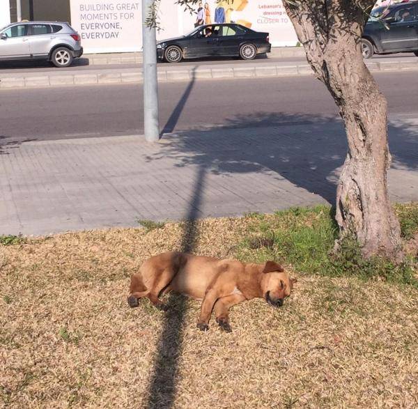 بالصورةلماذا حسدت إليسا هذا الكلب؟