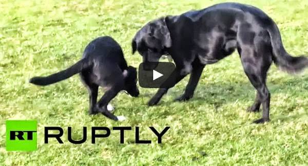 بالفيديو.. أغرب حيوان نصف كلب ونصف كنغر