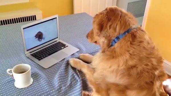 ماذا يفعل هذا الكلب على اليوتوب ؟ .. فيديو