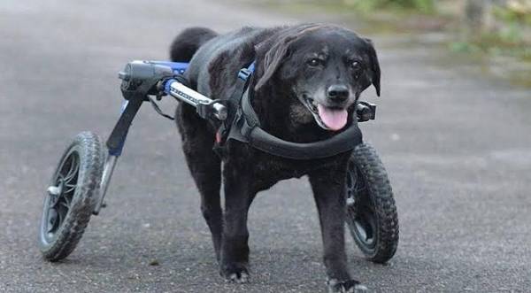 كلبة معاقة تمشي بكرسي متحرك
