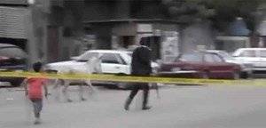 بالفيديو.. ضابط يلاحق “حمارا” لمنعه من تفجير قنبلة