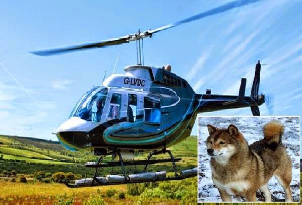 بريطانية تستأجر طائرة هليكوبتر لتبحث عن كلبتها