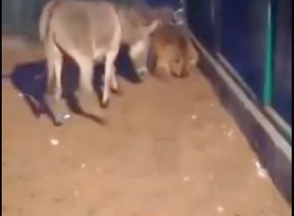 بالفيديو.. حمار يهاجم أسداً ويصيبه بالخوف والفزع