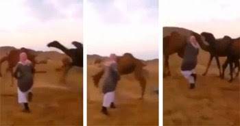 فيديو طريف.. إبل ترقص مع شاب سعودي وسط الصحراء بحركات متقنة