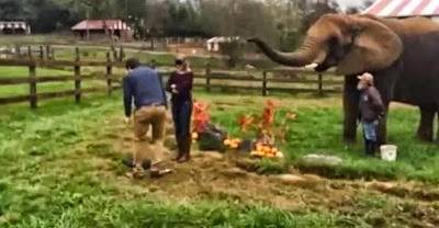 بالفيديو.. شاب يطلب يد حبيبته مستعيناً بفيل