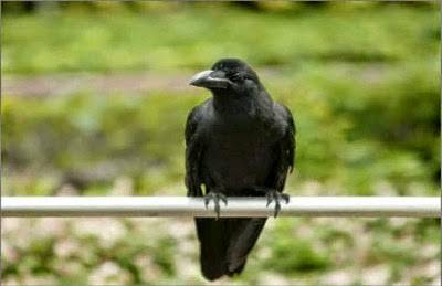 طفلة تحصل على هدايا من الغربان مقابل اطعامها لهم