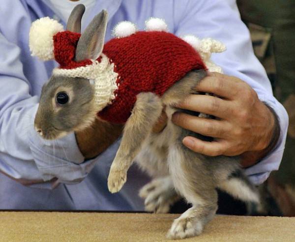 عرض أزياء للأرانب في الصين