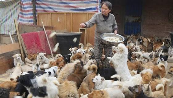 صور: 5 سيدات كرسن حياتهن لرعاية 1300 كلب